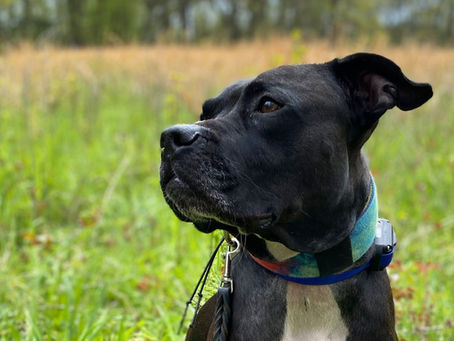 When to Hire a Dog Trainer