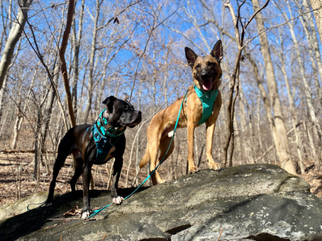 How Do I Know if I'm a Bad Dog Owner?