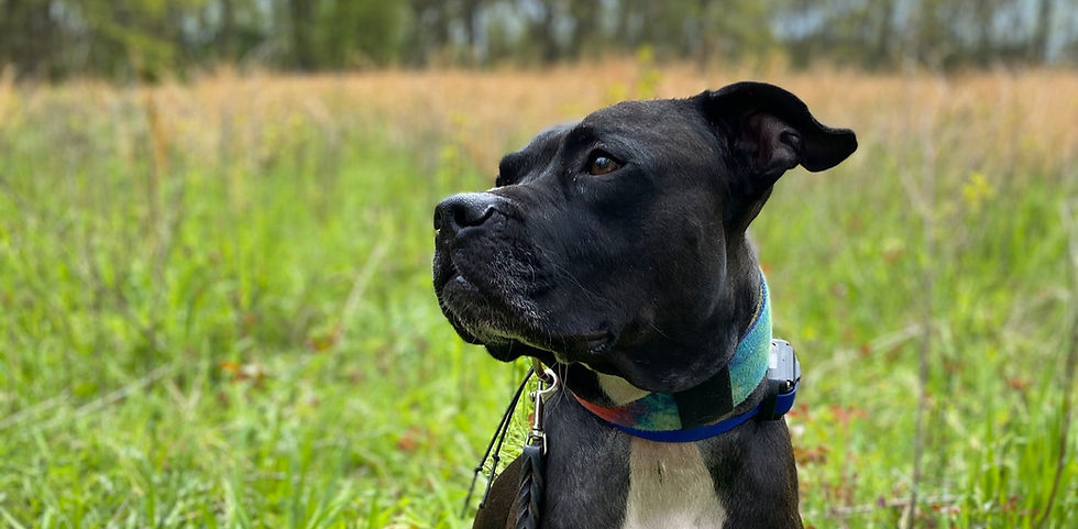 When to Hire a Dog Trainer