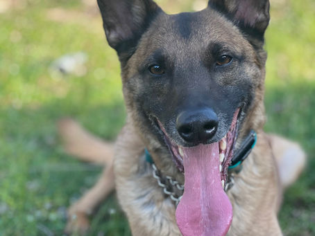 What Does It Mean to Advocate for Your Dog?